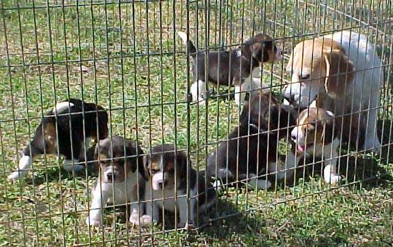 AlaDar Beagles